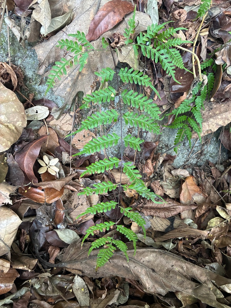 Pteris pellucens photo 4