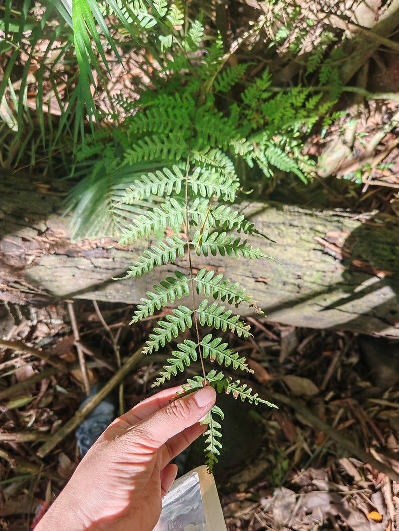 Pteris pellucens photo 5