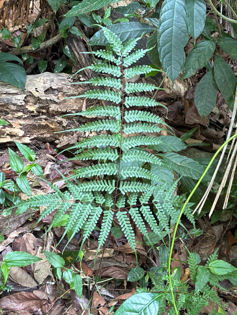 Pteris pellucens photo 6