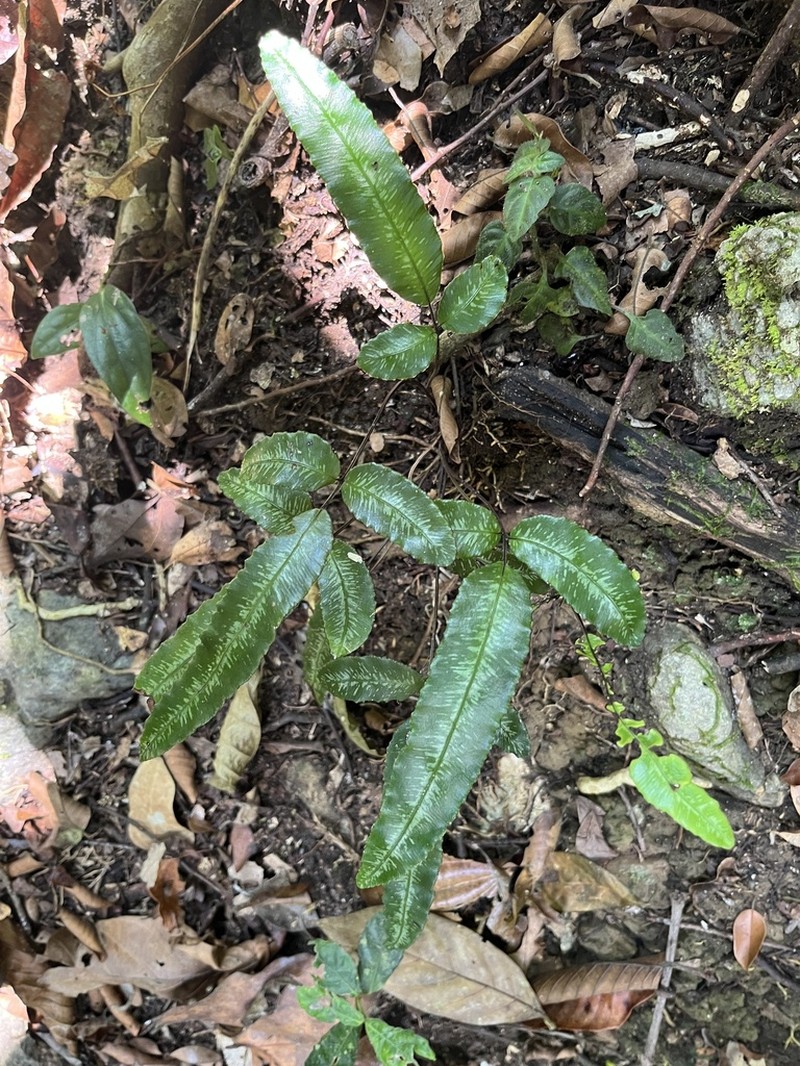 Pteris pellucida