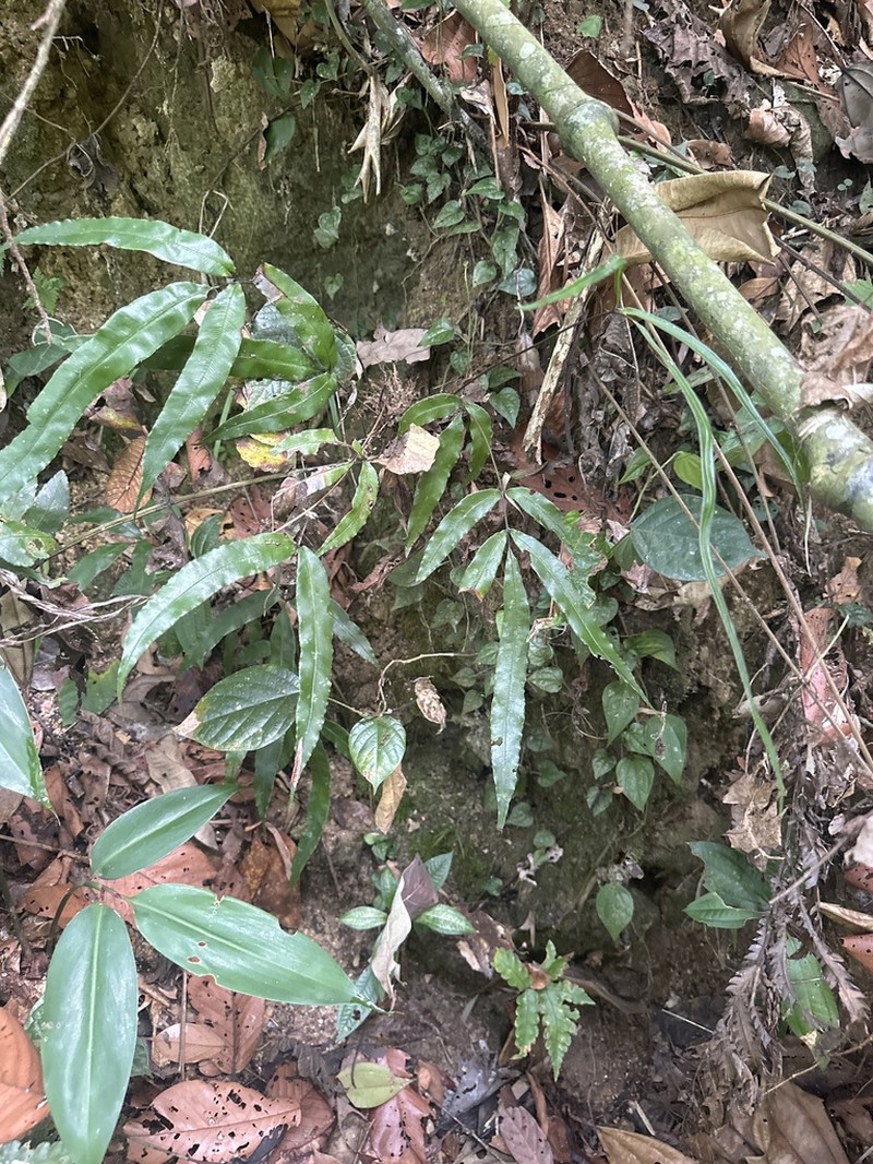 Pteris pellucida photo 2