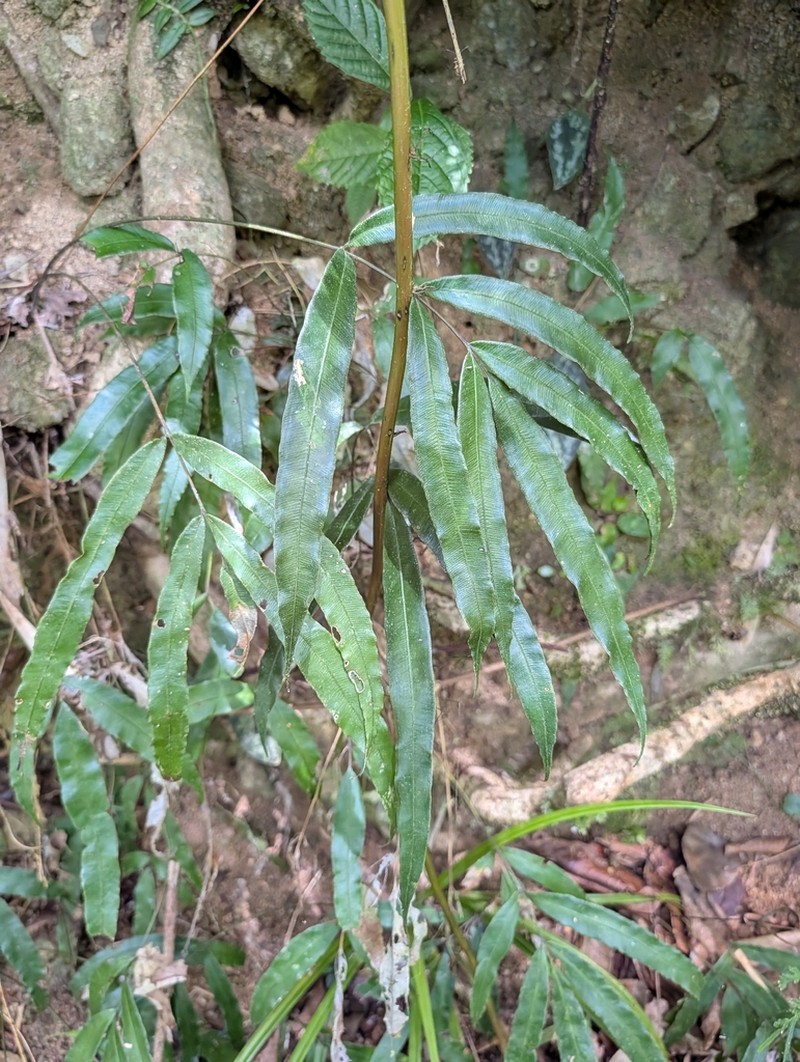 Pteris pellucida photo 3