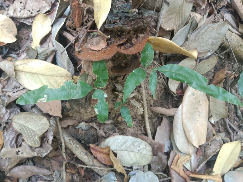 Pteris pellucida photo 4