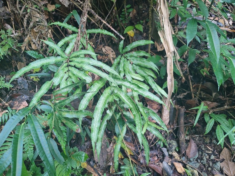 Pteris pellucida photo 5