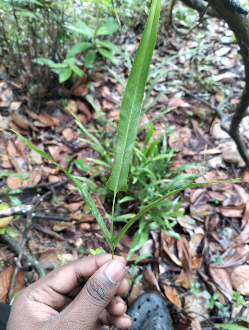 Pteris pellucida photo 6