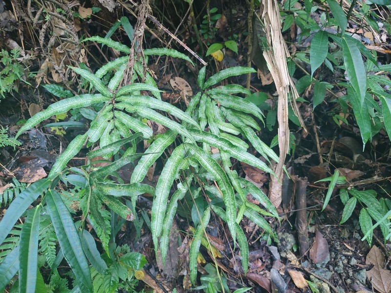 Pteris pellucida photo 7