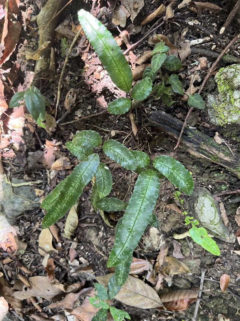 Pteris pellucida photo 8