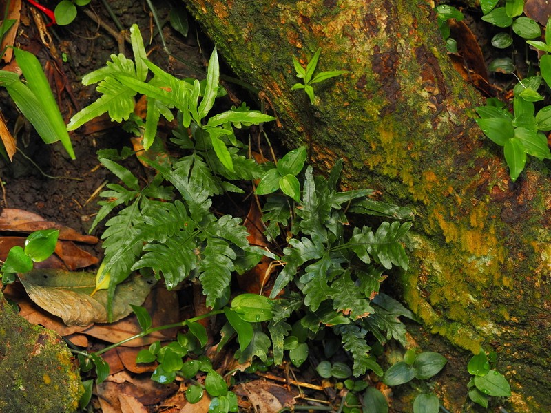 Pteris perplexa