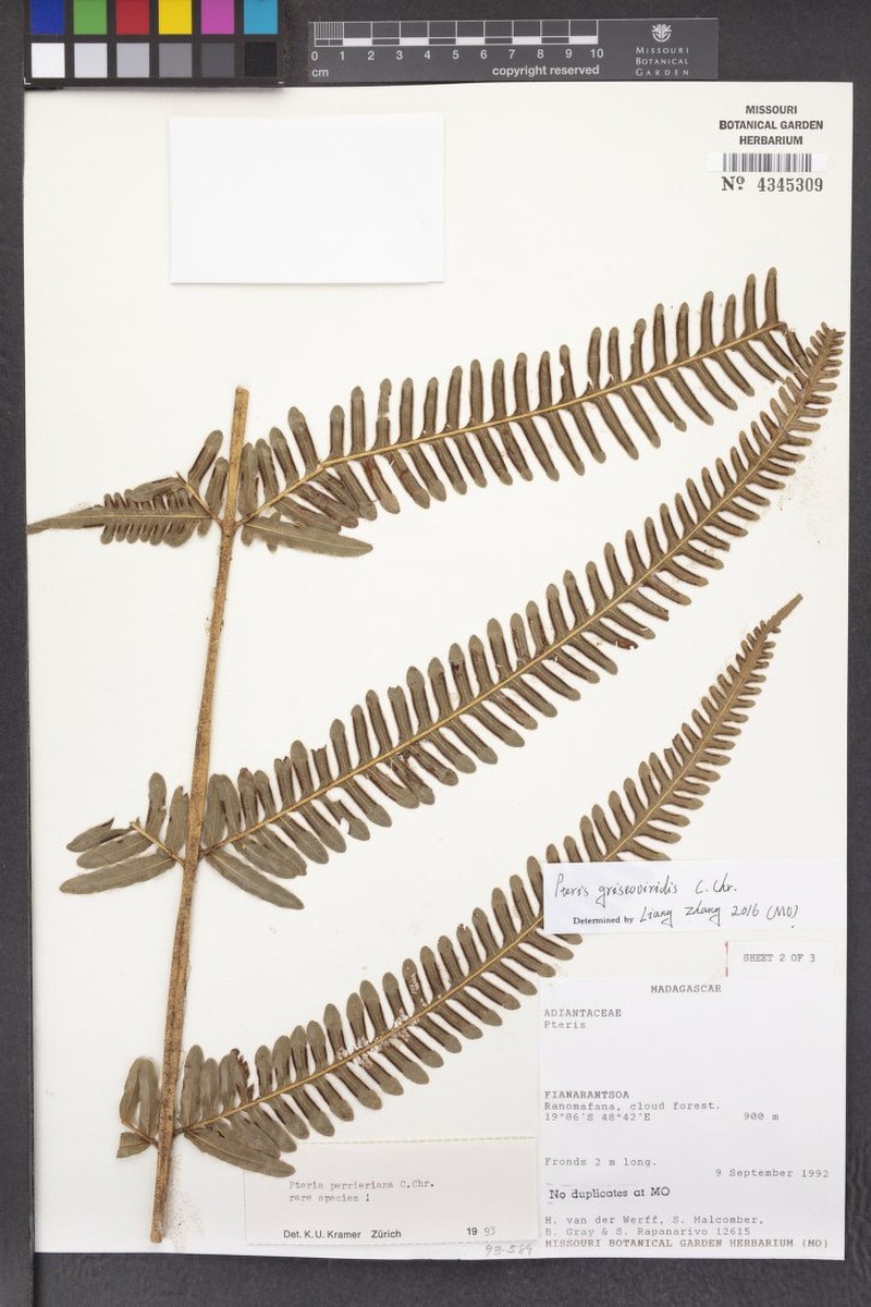 Pteris perrieriana