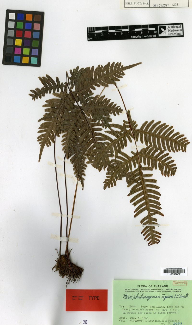 Pteris phuluangensis