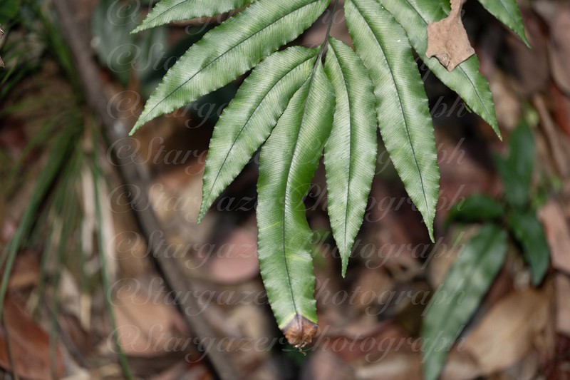 Pteris platysora