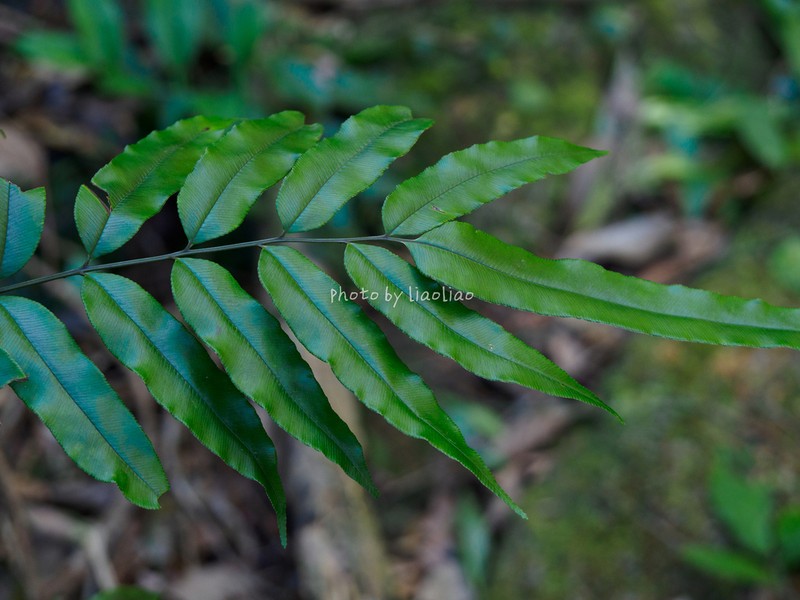 Pteris platysora photo 2