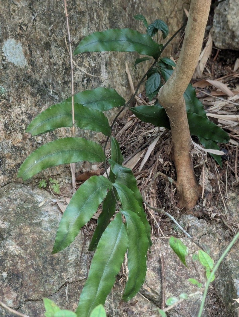 Pteris platysora photo 3