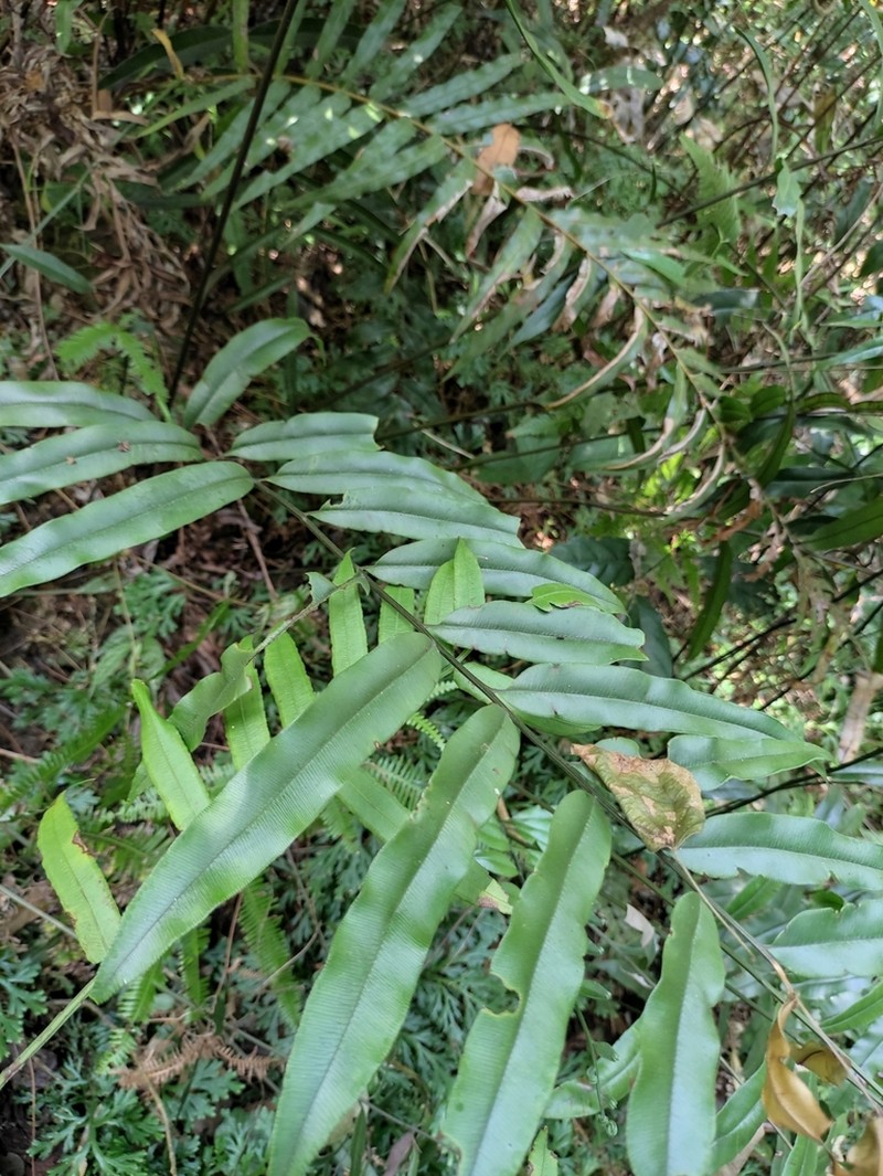 Pteris platysora photo 4