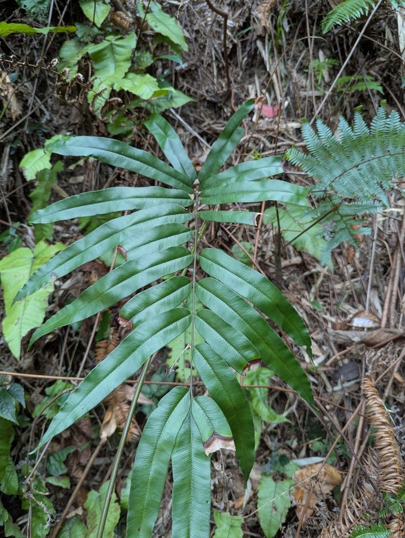 Pteris platysora photo 5