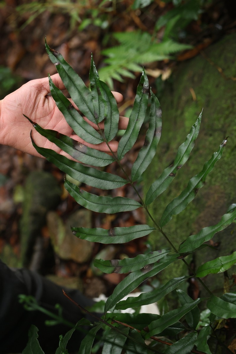 Pteris platysora photo 6