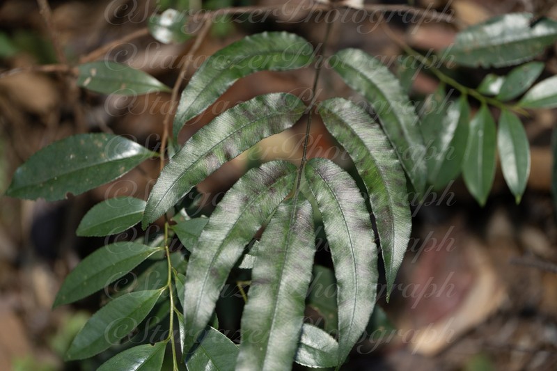 Pteris platysora photo 7