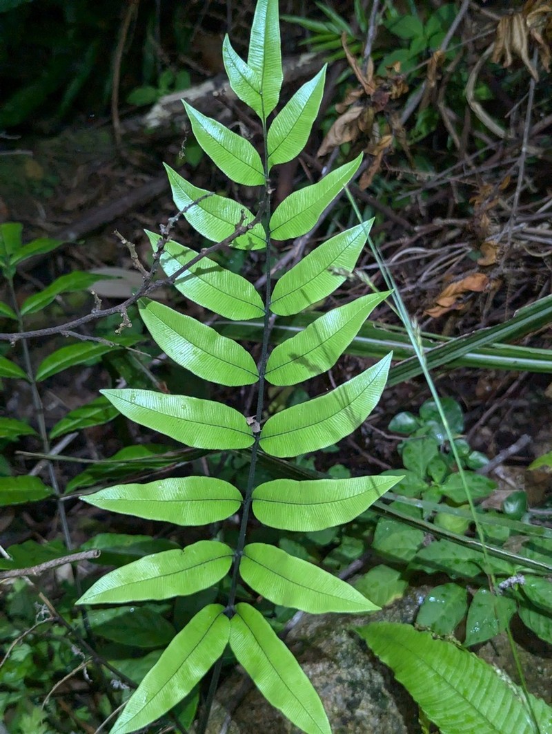 Pteris platysora photo 8