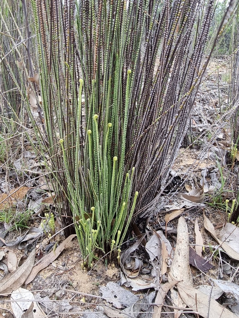 Pteris platyzomopsis photo 2