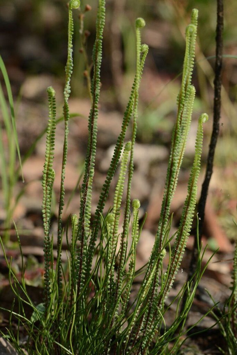 Pteris platyzomopsis photo 3