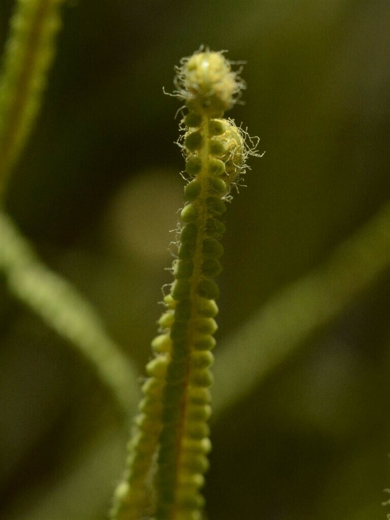 Pteris platyzomopsis photo 4