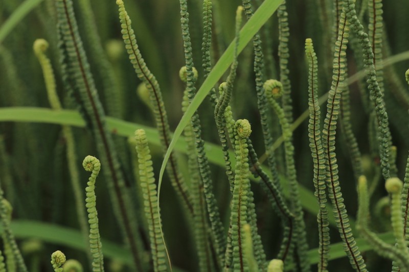 Pteris platyzomopsis photo 5