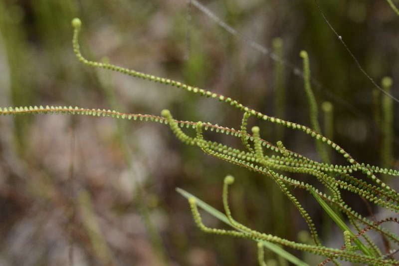 Pteris platyzomopsis photo 7