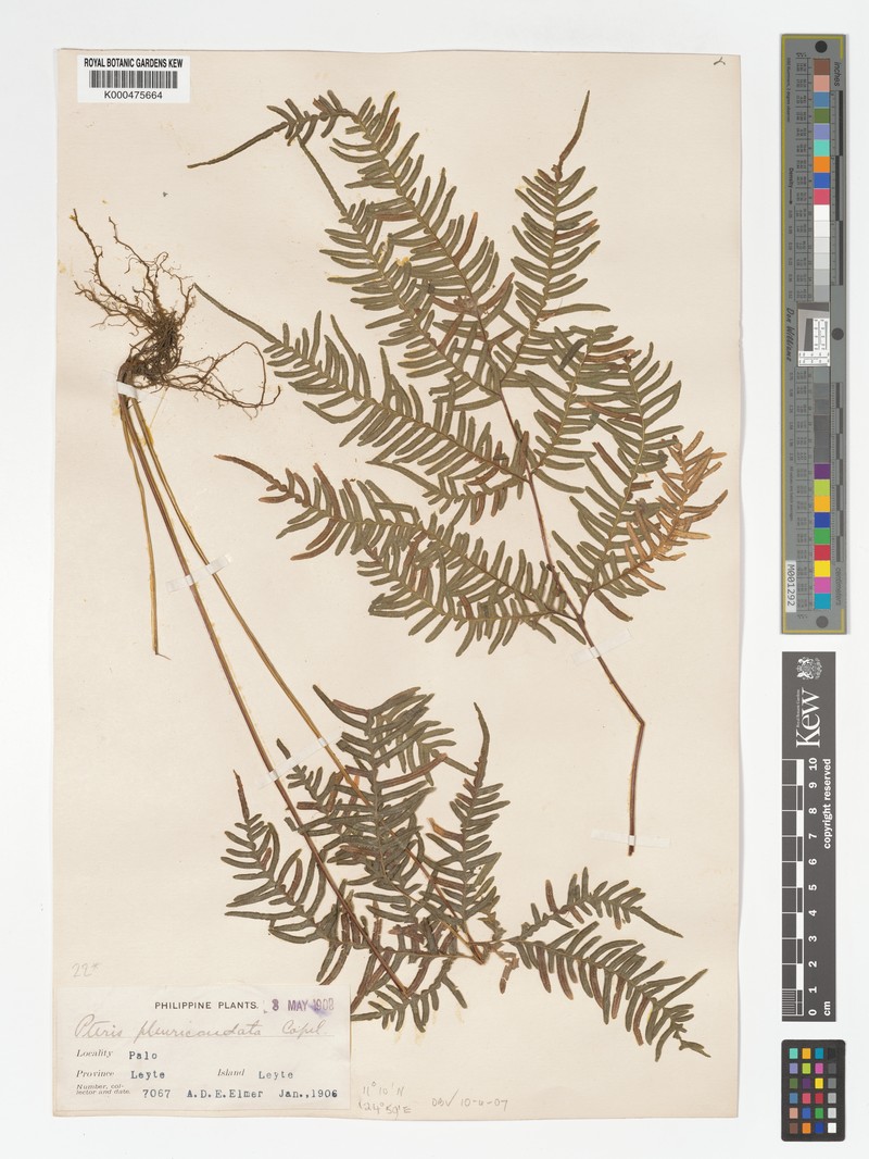 Pteris pluricaudata