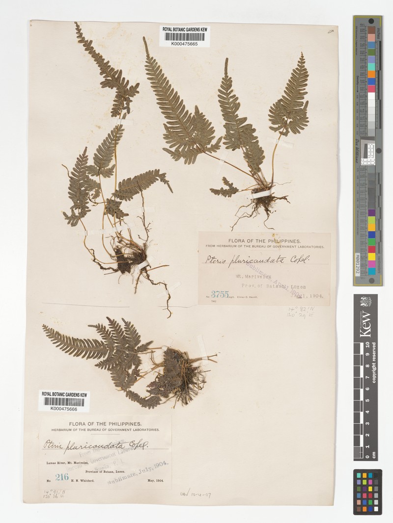 Pteris pluricaudata photo 2