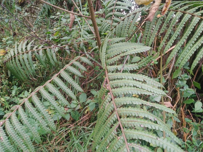 Pteris podophylla photo 2