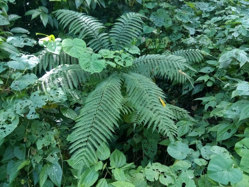 Pteris podophylla photo 3