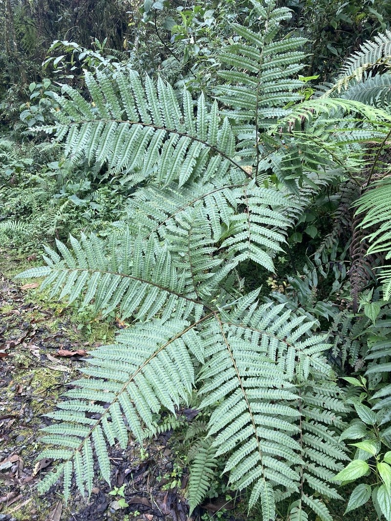 Pteris podophylla photo 4