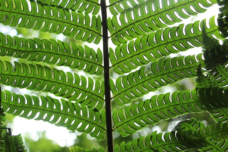 Pteris podophylla photo 5