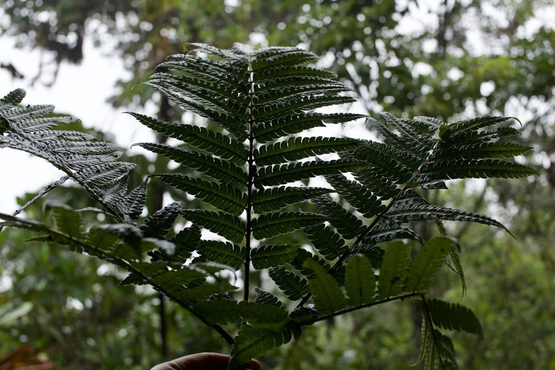 Pteris podophylla photo 6