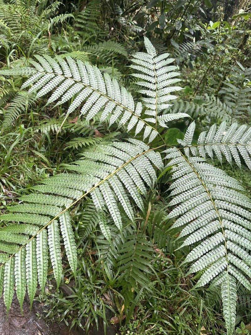 Pteris podophylla photo 7