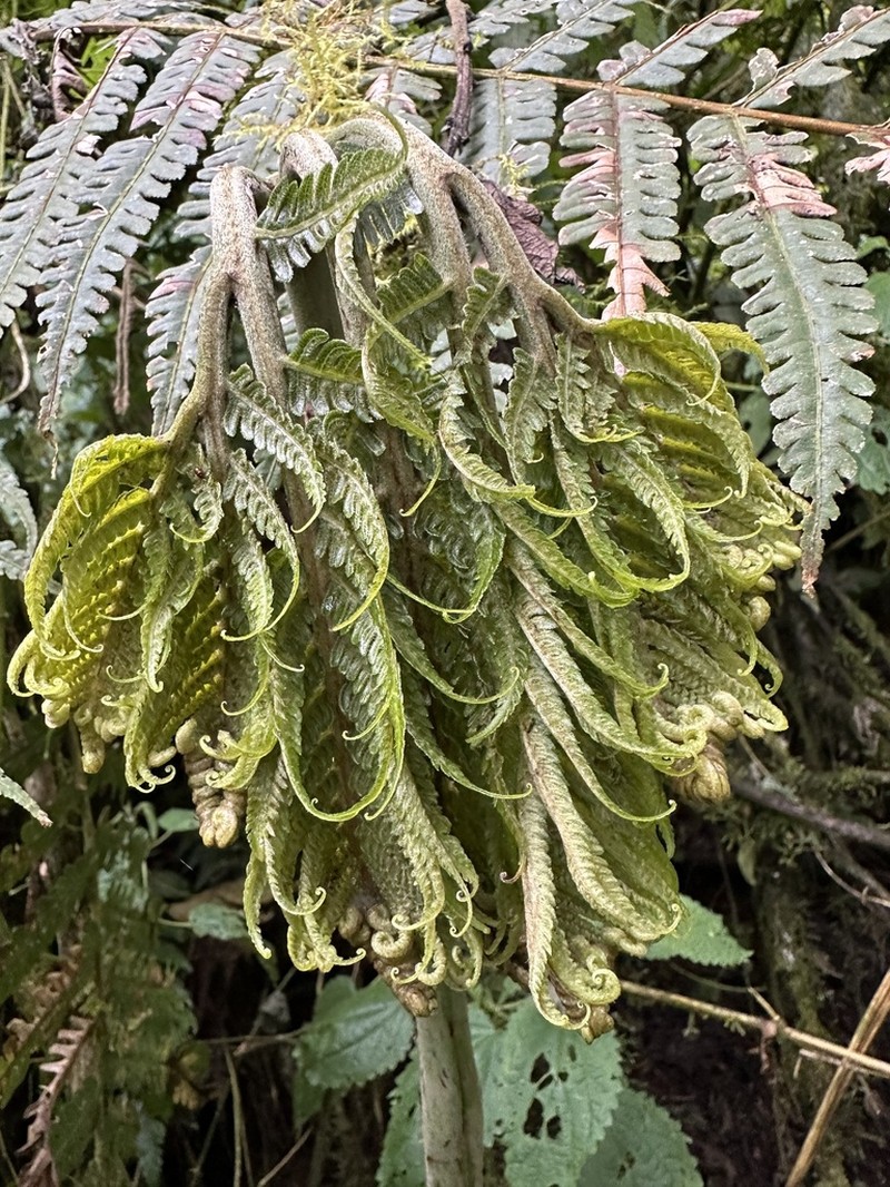 Pteris podophylla photo 8