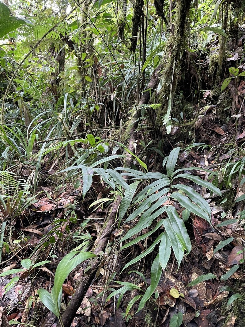 Pteris praestantissima photo 2