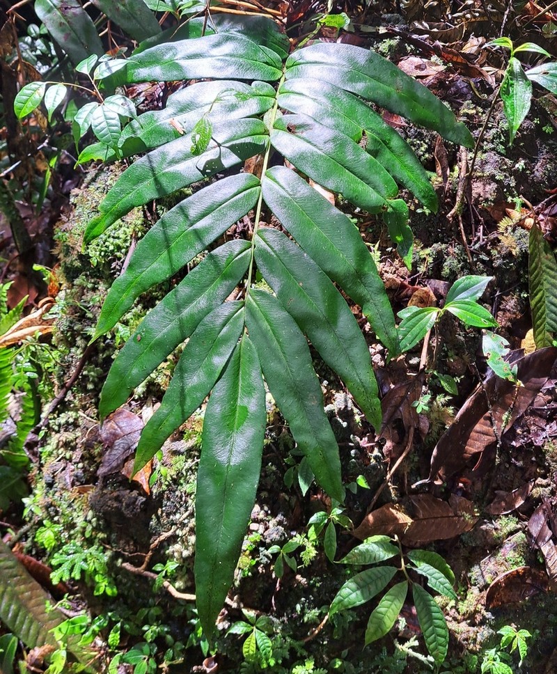 Pteris praestantissima photo 3
