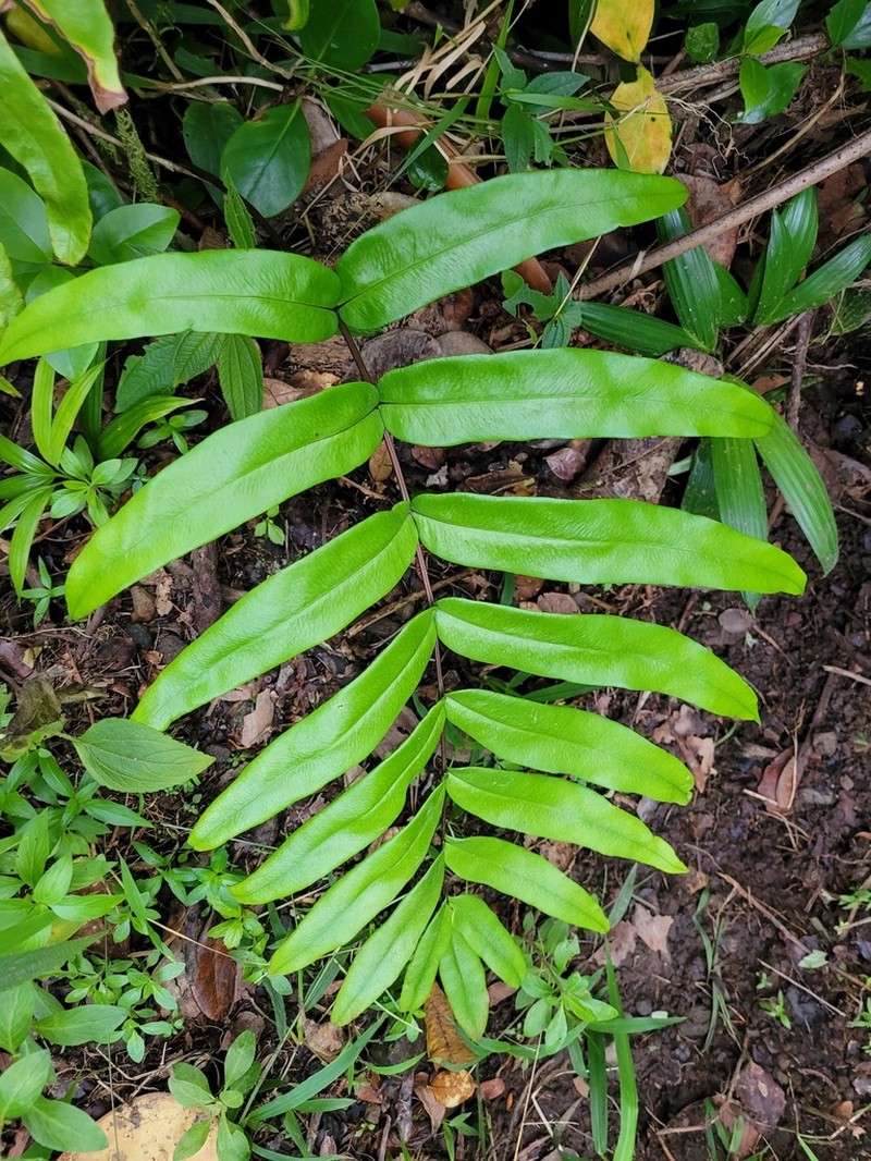Pteris praestantissima photo 4