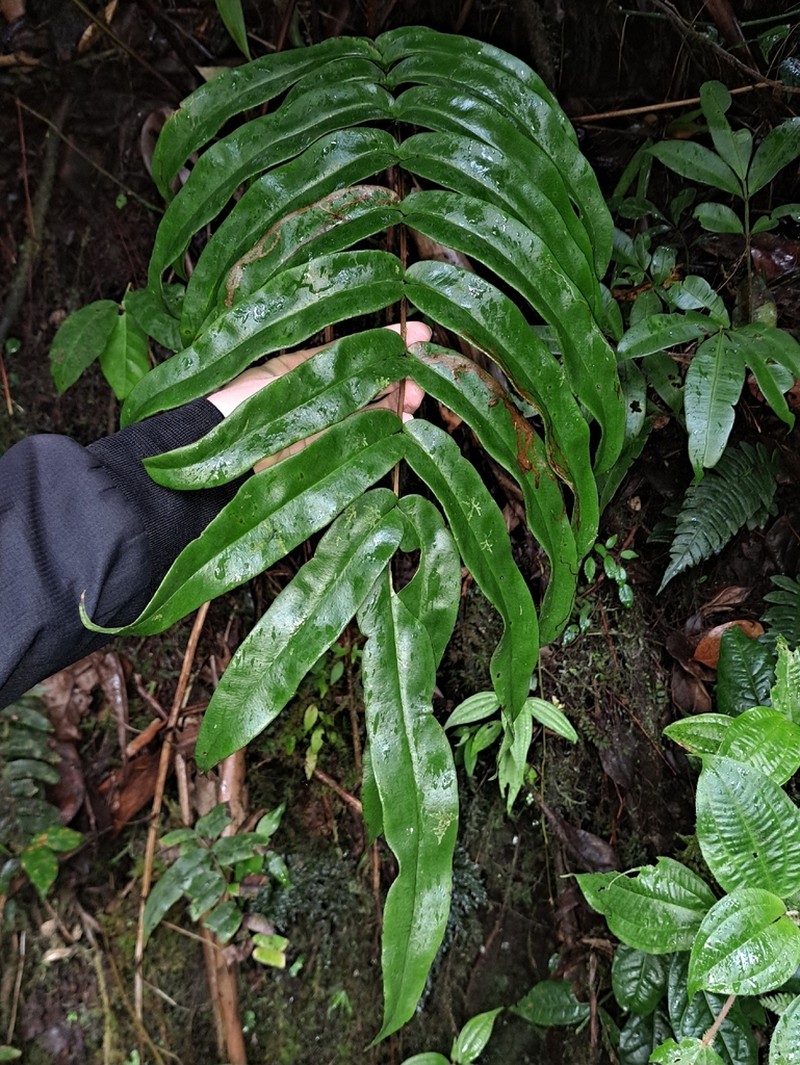 Pteris praestantissima photo 5