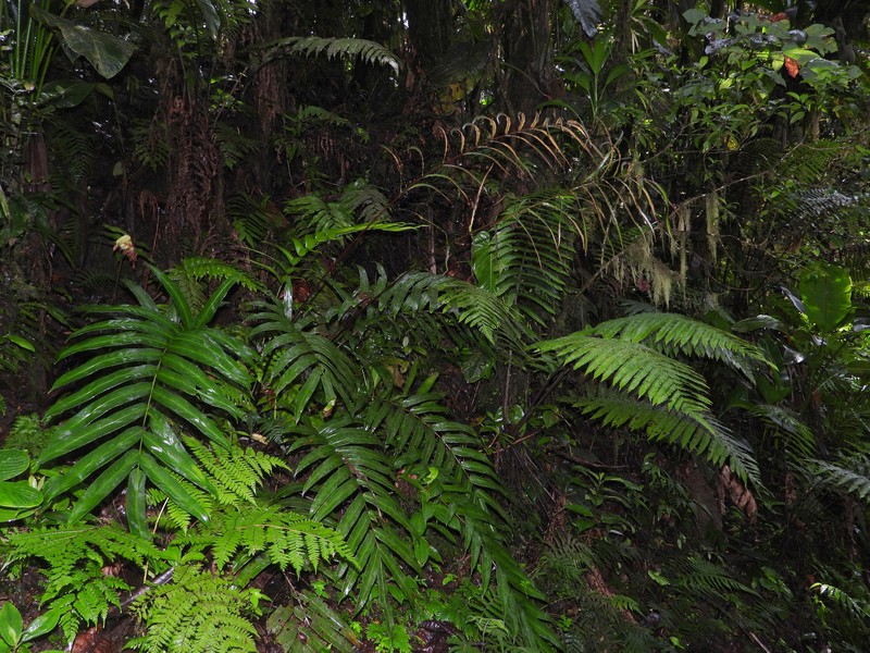 Pteris praestantissima photo 7
