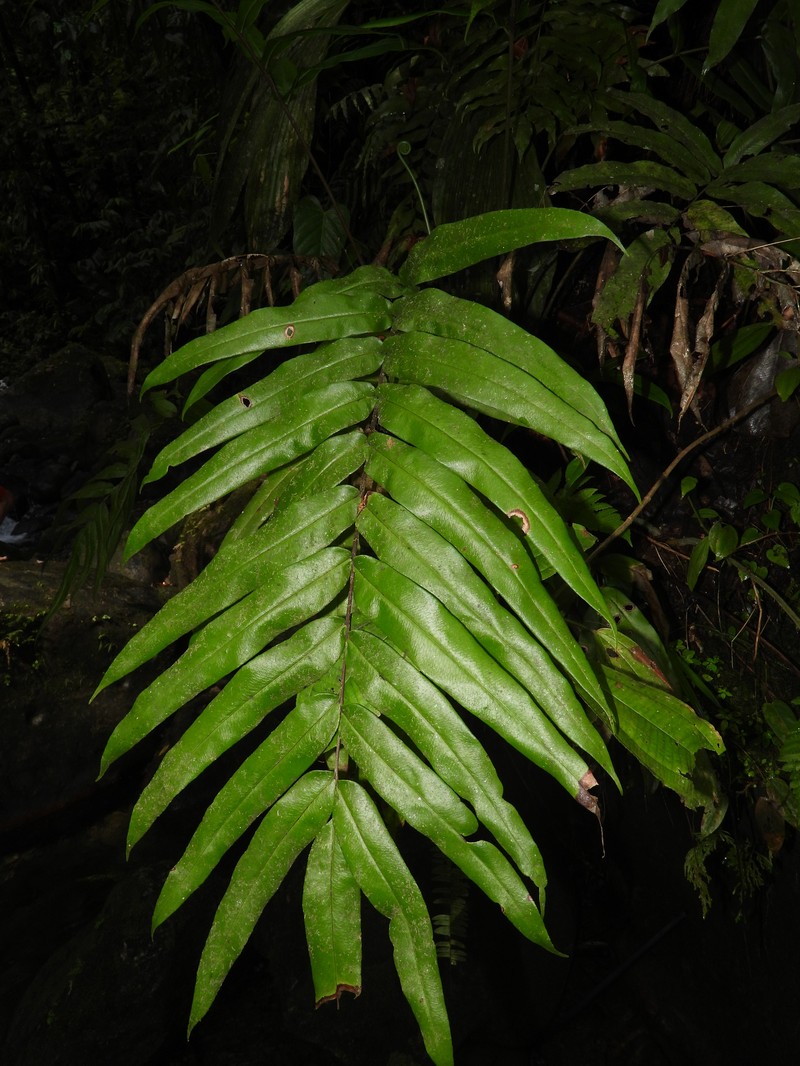 Pteris praestantissima photo 8