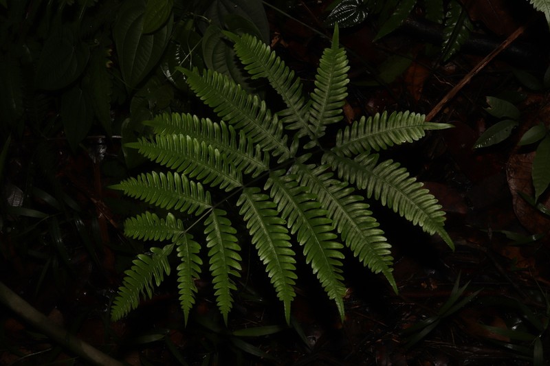 Pteris praetermissa