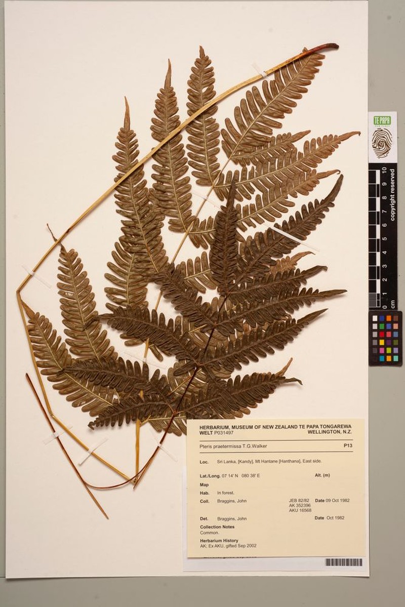 Pteris praetermissa photo 2