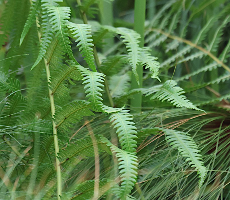 Pteris preussii