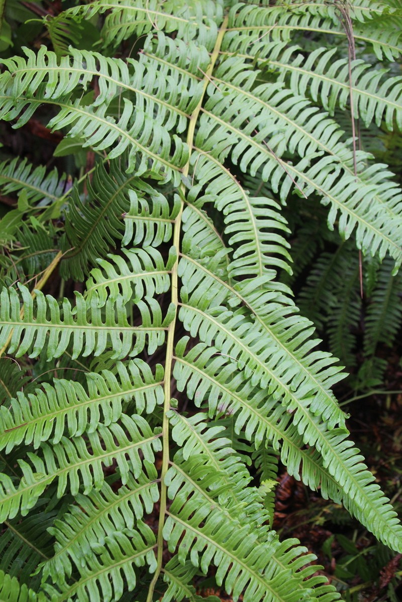 Pteris preussii photo 2
