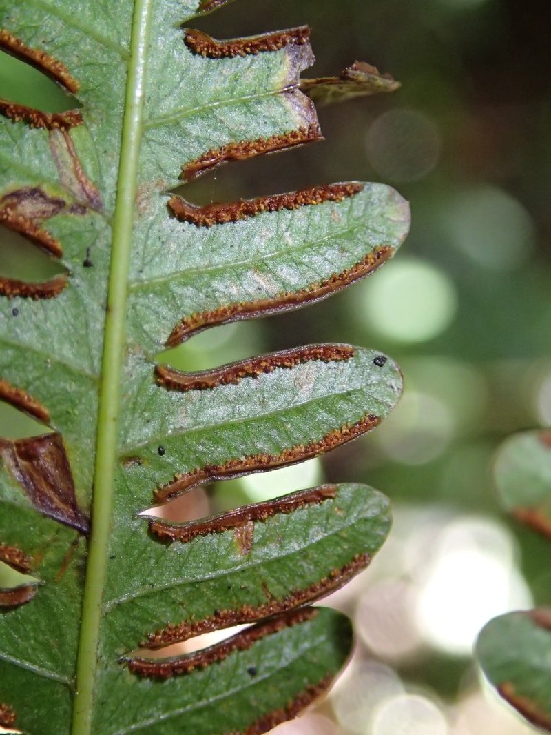 Pteris preussii photo 3