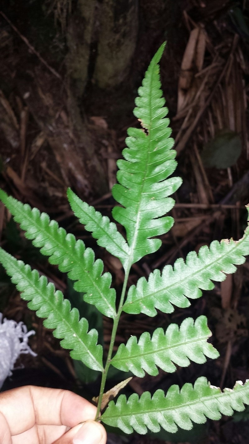 Pteris propinqua