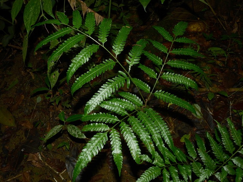 Pteris propinqua photo 2