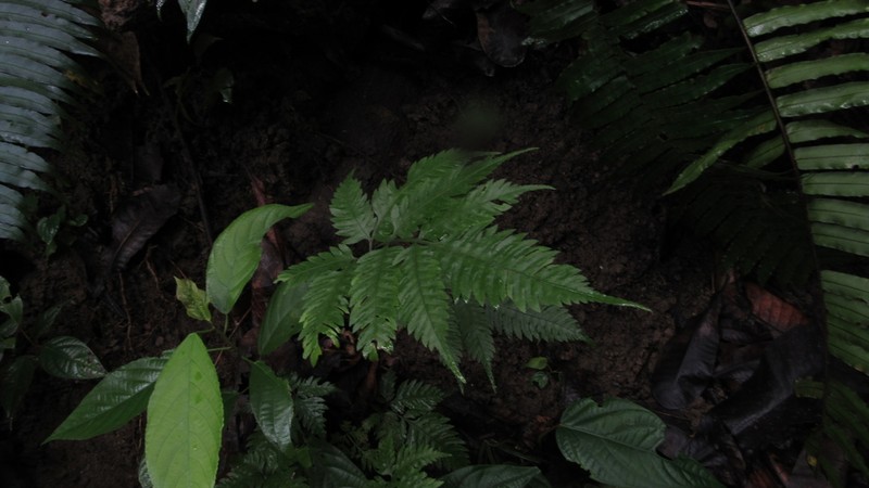 Pteris propinqua photo 3
